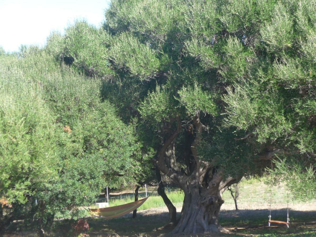 Agriturismo Gli Olivastri Appartamento Corbezzolo Con Piscina E Vista Mare,Climatizzatore,Wifi Aglientu Ngoại thất bức ảnh
